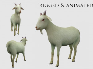 Animated goat sheep Model 3D