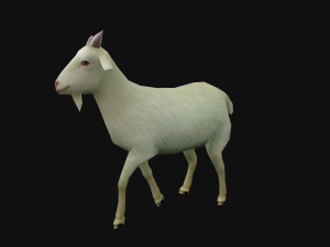 Animated goat sheep 3D 模型