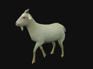 Animated goat sheep 3D Model