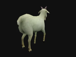 Animated goat sheep 3D Model