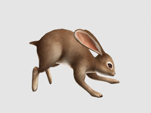Aniamted rabbit 3D Model