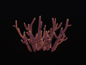 Seaweed coral underwater plant aquatic 3D 模型