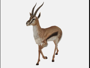 Antelope goat caprine sheep lamb deer animation 3D Модель