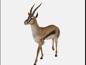 Antelope goat caprine sheep lamb deer animation 3D Модель