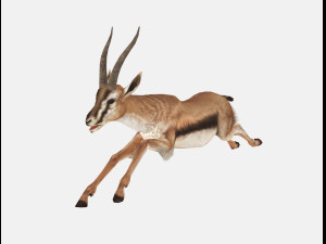 Antelope goat caprine sheep lamb deer animation 3D Модель