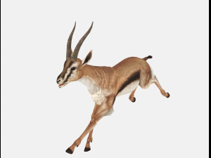 Antelope goat caprine sheep lamb deer animation 3D Модель