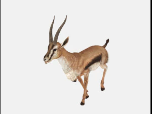 Antelope goat caprine sheep lamb deer animation 3D Model