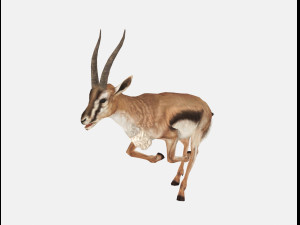 Antelope goat caprine sheep lamb deer animation 3D Модель