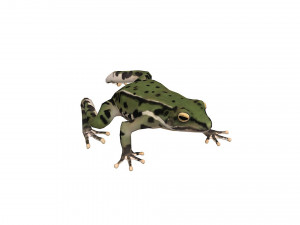 Animated frog Modello 3D
