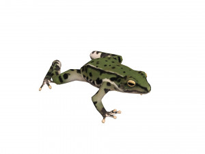 Animated frog Modello 3D
