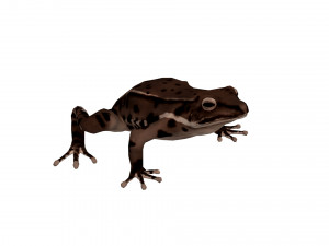 Animated frog Modello 3D