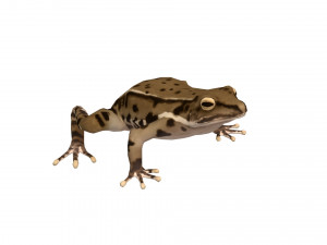 Animated frog Modello 3D