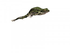 Animated frog Modello 3D