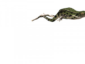 Animated frog Modello 3D