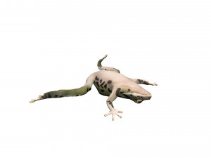 Animated frog Modello 3D