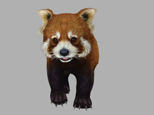 Red panda racoon palm civet 3D-Modell