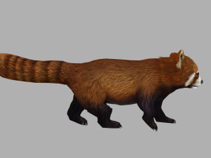 Red panda racoon palm civet 3D-Modell