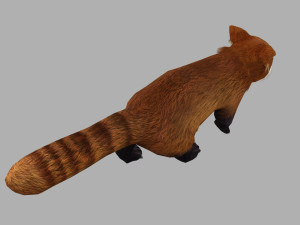 Red panda racoon palm civet 3D-Modell