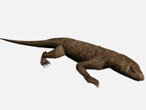Lizard 3D Model