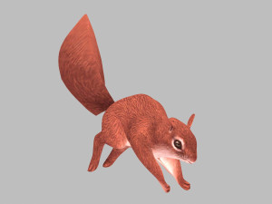 Squirrel Modello 3D