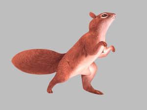 Squirrel Modello 3D