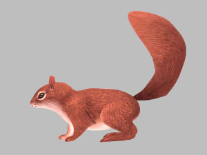 Squirrel 3D Model