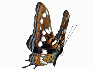 Butterfly 3D Model