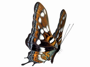 Butterfly 3D Model