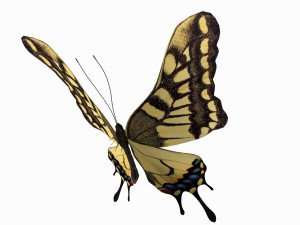Butterfly 3D Model
