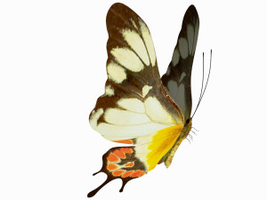 Butterfly 3D Model