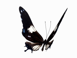Butterfly 3D Model