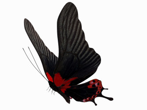 Butterfly 3D Model