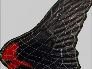 Butterfly 3D Model