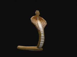 Animated cobra snake 3D Модель