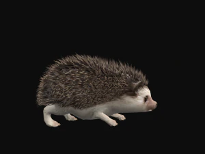 Hedgehog 3D Model