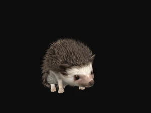 Hedgehog 3D Model