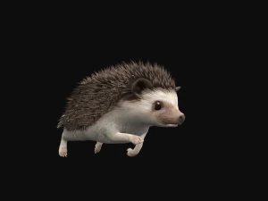 Hedgehog 3D Model