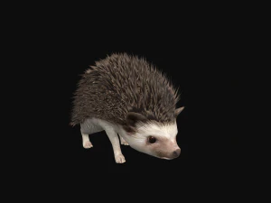 Hedgehog 3D Model