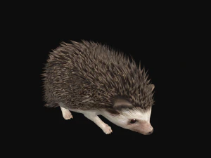 Hedgehog 3D Model