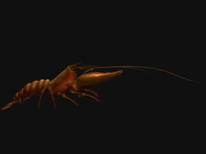 Animated crayfish 3D मॉडल
