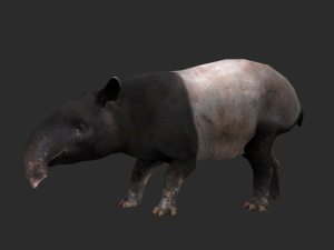 Animated Tapir 3D 모델