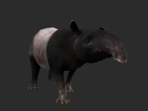 Animated Tapir 3D Model