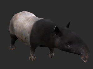 Animated Tapir 3D Model