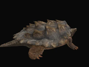 Alligator Snapping Turtle 3D Model
