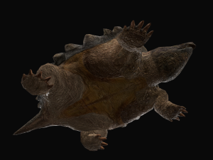 Alligator Snapping Turtle 3D Модель
