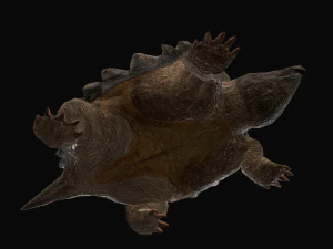 Alligator Snapping Turtle 3D Model