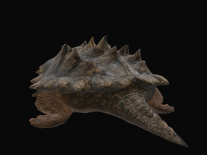 Alligator Snapping Turtle 3D Модель