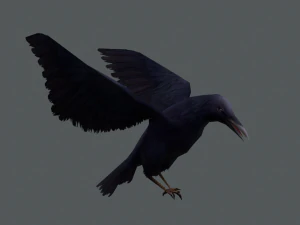 Low-poly animated crow 3D Model