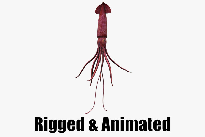 Animated squid 3D Model .c4d .max .obj .3ds .fbx .stl .blend 