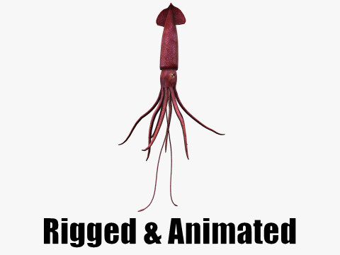 Animated squid Modèle 3D